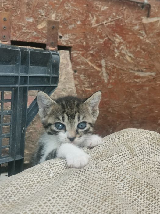 Pisic spre adoptie