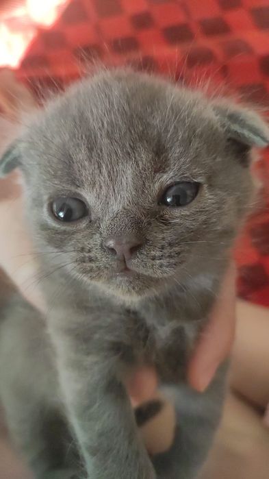 Шотландские вислоушки