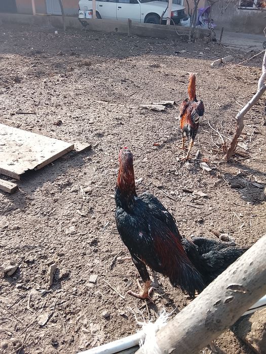 Дакан шоже кораз сатылады