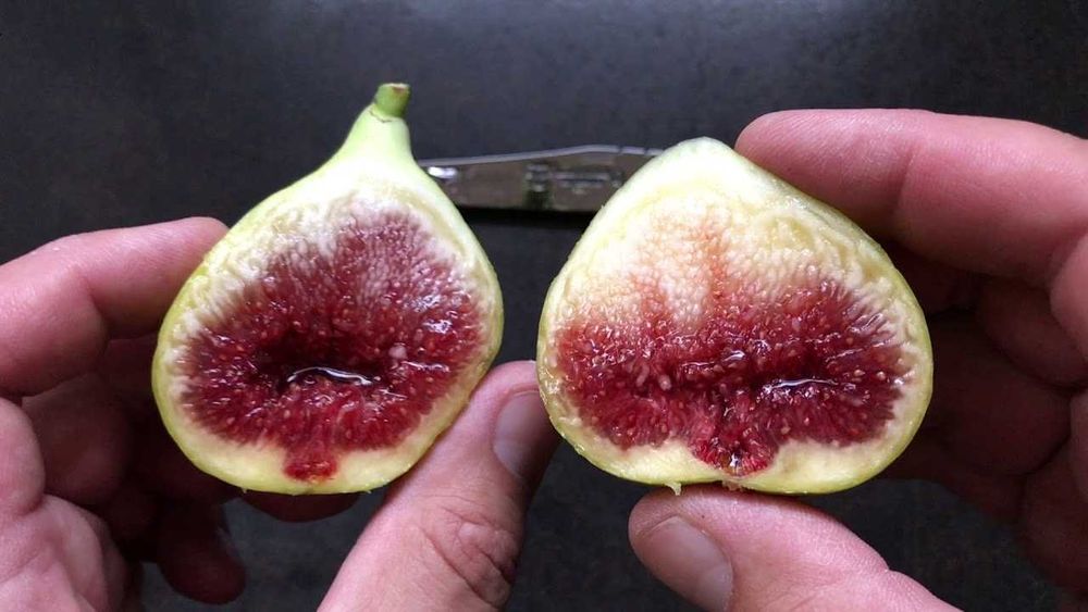 Смокиня  / Разсад Студоустойчиви - Налични 5 сорта