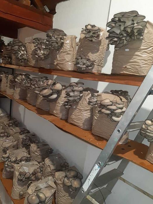 Miceliul de calitate superioară pt. Pleurotus de la Italspawn!