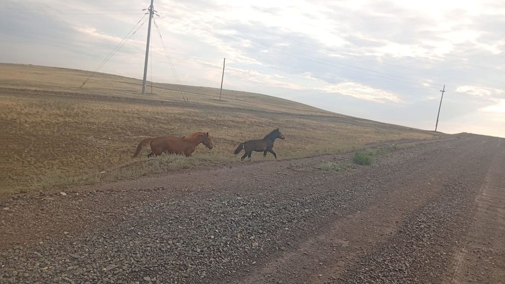 Продам Кабылу с жеребенком