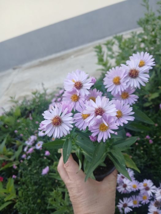 Aster si seminte de flori deosebite