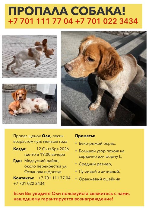 Потерялась собака!