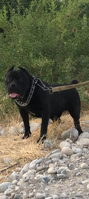 Кане Корсо вязка