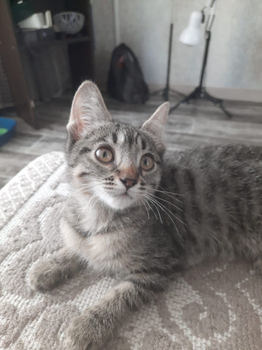 Котятки ищут дом
