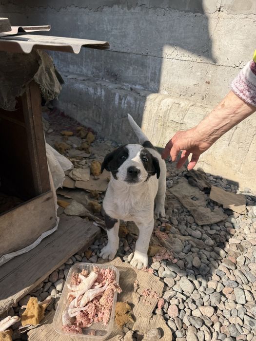 Отдам щенка в добрые руки!