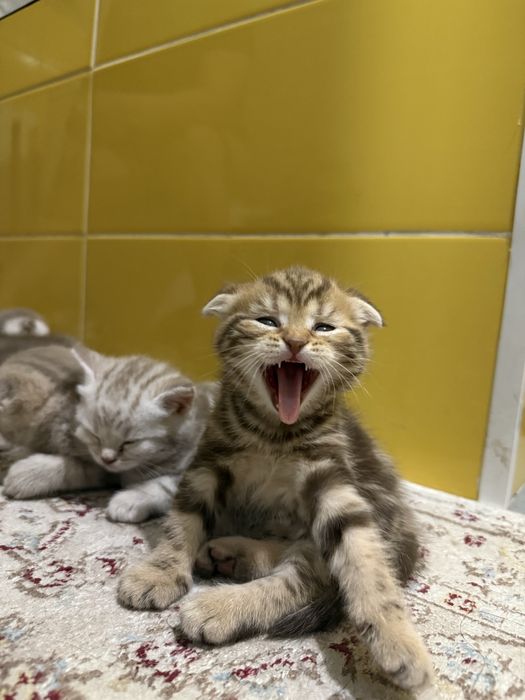 котята  шотланцы