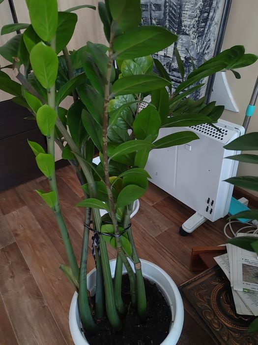 Продам разные комнатные цветы