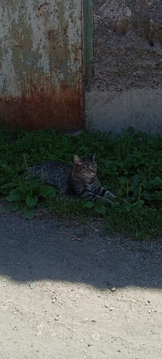 Отдам кошку в хорошие руки