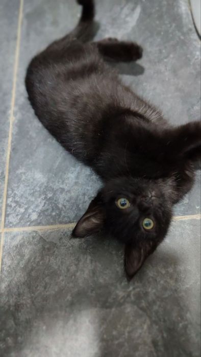 Мушук боласи киз