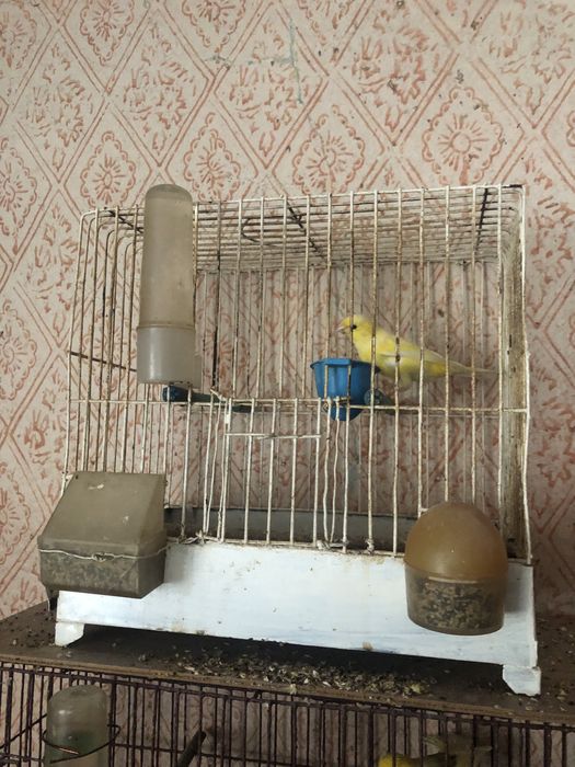 Продавам канарчета
