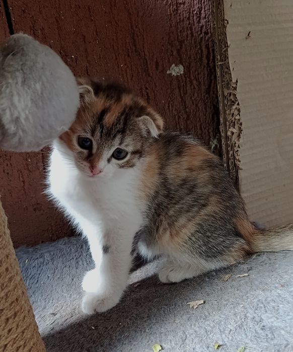 Котята вислоушки