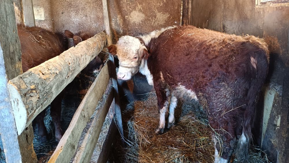 Продам 3шт бычки