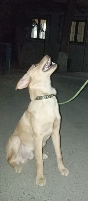 Отдам собаку в добрые руки