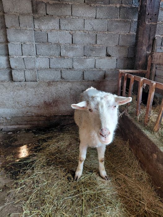 Таза занен ешкиси.лагы сатылды