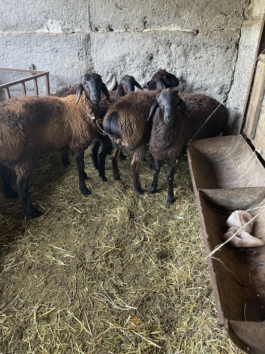 Кой токты кошкарлар бар