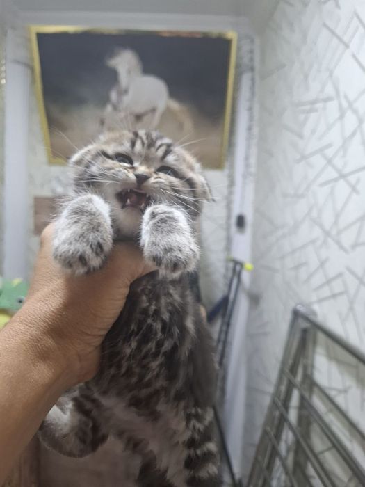Продаются шотладские вислоухие котята