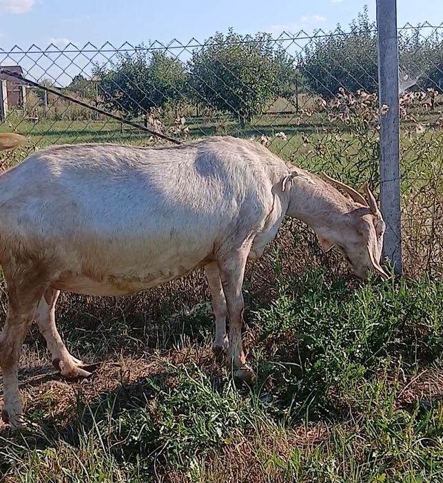 Vand sau schimb capra anglo nubiana rasa pura  talie mare