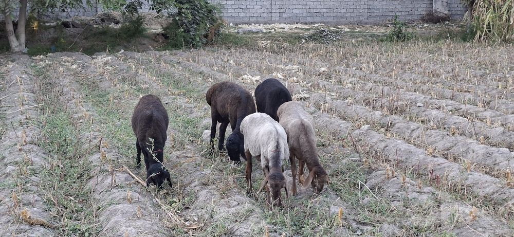 Qochqor qozilar sotiladi