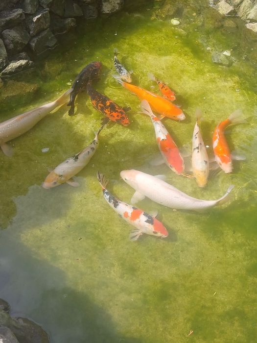 Vand pesti crap koi