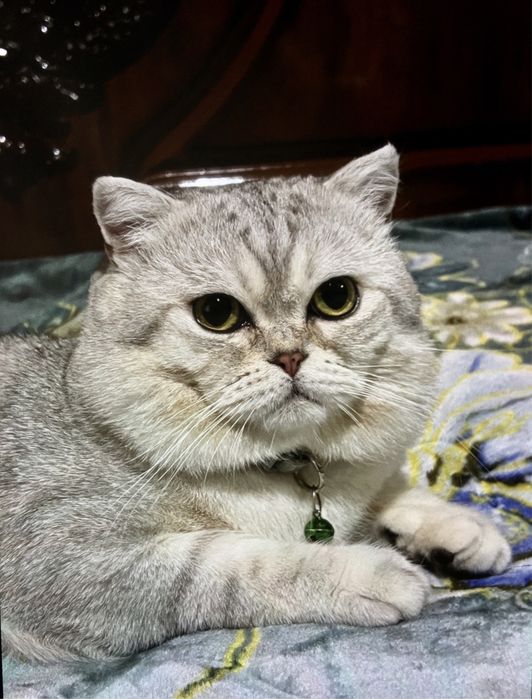Британская чистокровная серебристая шиншила приглашает кошек на ВЯЗКУ