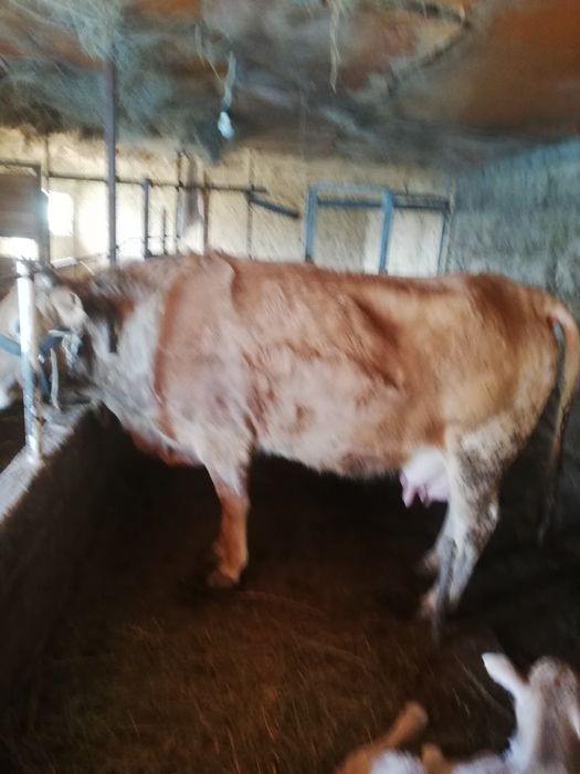 сиыр бұзаулы сатылады