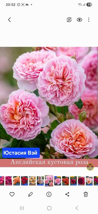 Розы. Саженцы сортовой розы.