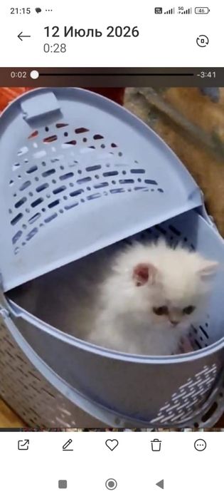 Персидские котята разные