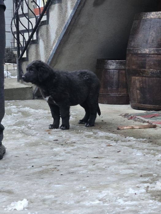 Ciobanesc corb pui 3 luni