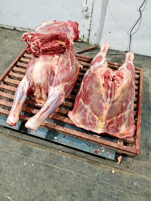 Мясо говядины конины