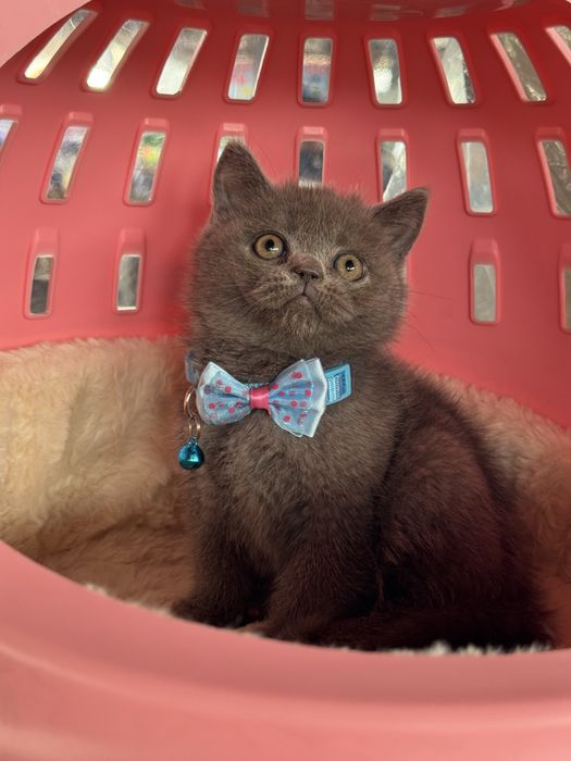 Skottish strayt ogil