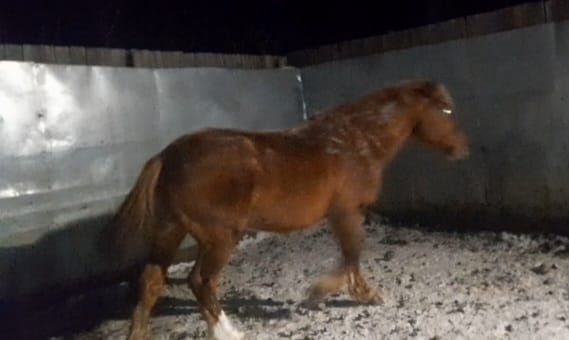 Айғыр , жеребец,ново Алтай