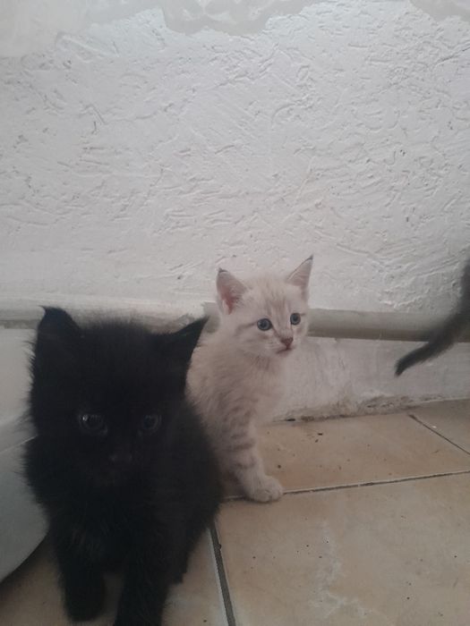 Котята домашние красивые