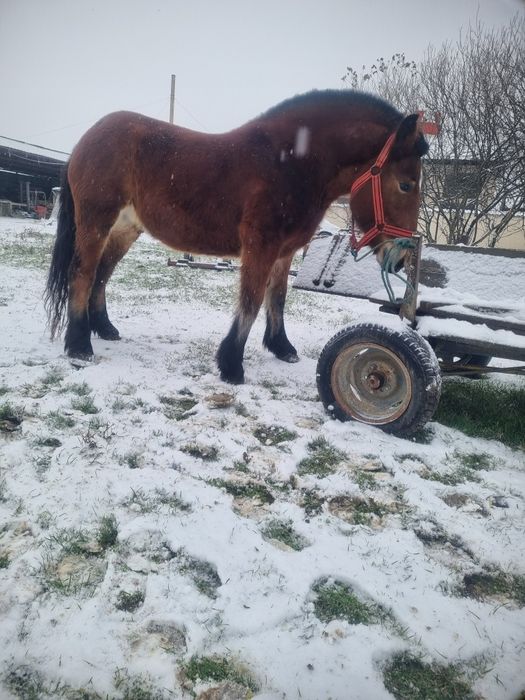 Vând două mânze, de un an jumate
