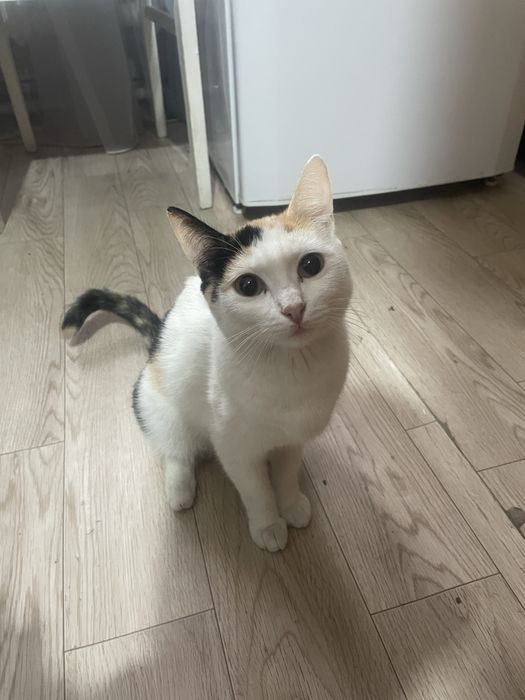 Отдам даром кошку
