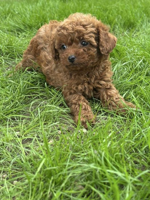 Пудел Той/Poodle Toy
