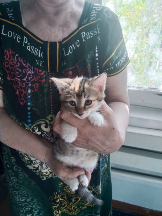 Котята ищут добрых и заботливых хозяев