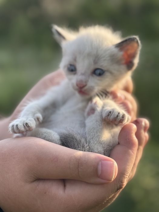 Котята Аксу бесплатно