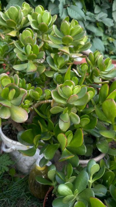 Денежное дерево (20 кустов)