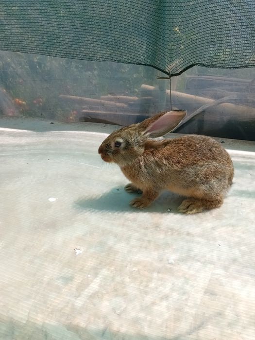 Iepurii rasele Rex și Fluture german amestecat cu belgian