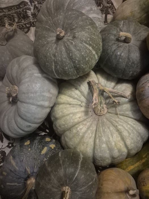 Продаю Тыкву мантная