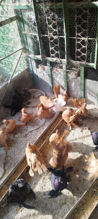 Продавам ростовски гълъби.