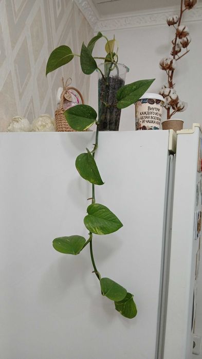 Комнатные цветы домашние
