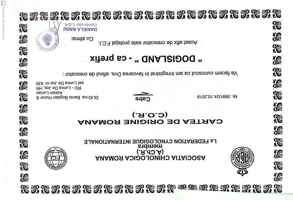 Mops Pug cu pedigree canisa Dogisland autorizata