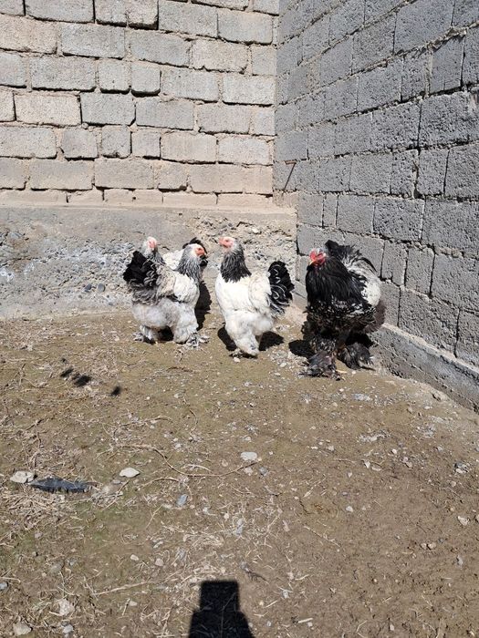 Гигант брама тухумлари