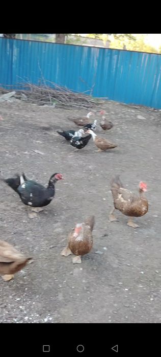 Продается. . Продам.