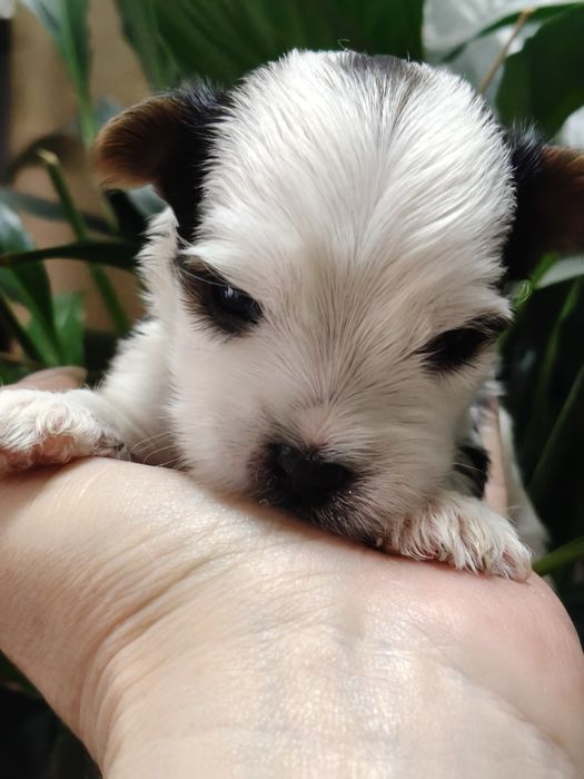 Малыши Бивер Йорка