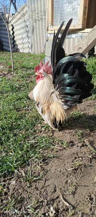 Шабо молодой активный