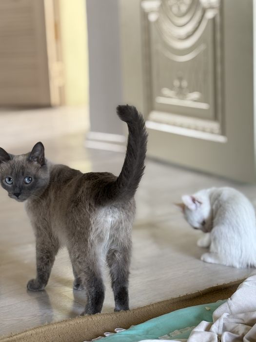 Отдам котят бесплатно